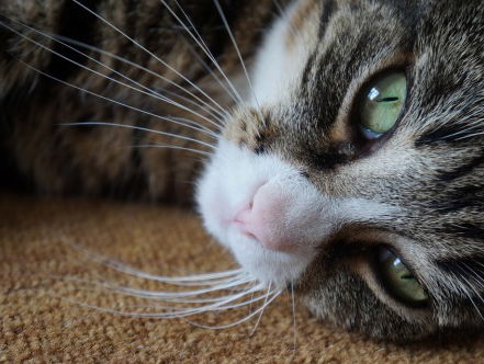 Top! Een miauwende luisteraar op dierendag