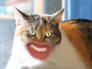 SPEL: KAT OF MENS? HOORT DARRYL HET VERSCHIL?!