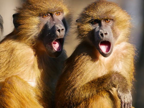 Steeds meer apen dood door dierproeven!