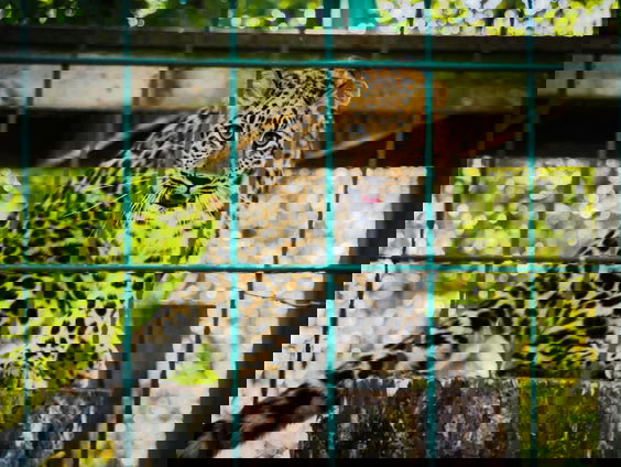 Zijn dierentuinen nog wel van deze tijd?