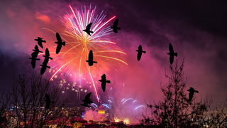 De Jaargetijden: Vogels en vuurwerk