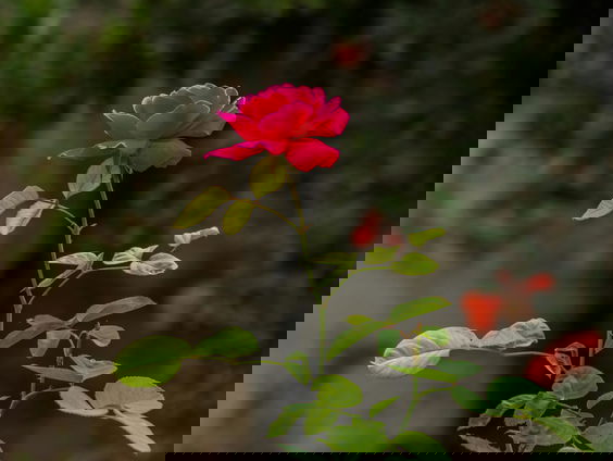 Kettingreactie 30 september 2024