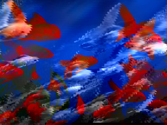 Lekkere Track: Visdeurbel