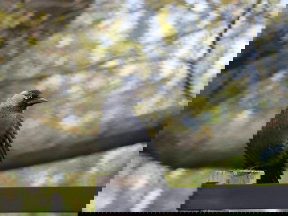 Lekkere Track: Een vogel door de muziek