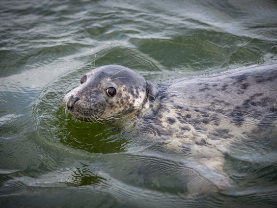 De Jaargetijden: Grijze zeehond