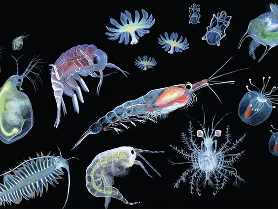 Lekkere Track: Plankton