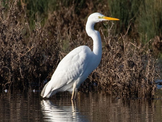 De Jaargetijden: Zilverreigers
