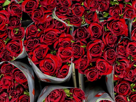 De Jaargetijden: Rozen