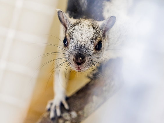 Stichting AAP opent nieuw zoogdierenverblijf