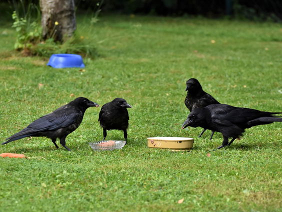 Kettingreactie 17 januari 2025