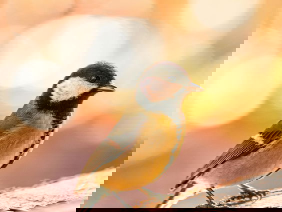 Lekkere Track: Kool- of pimpelmees?