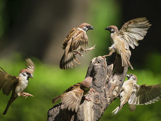 Kettingreactie 15 augustus 2024
