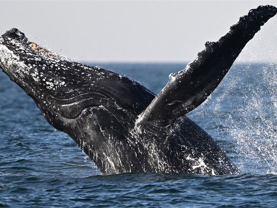 De Jaargetijden: walvistelling