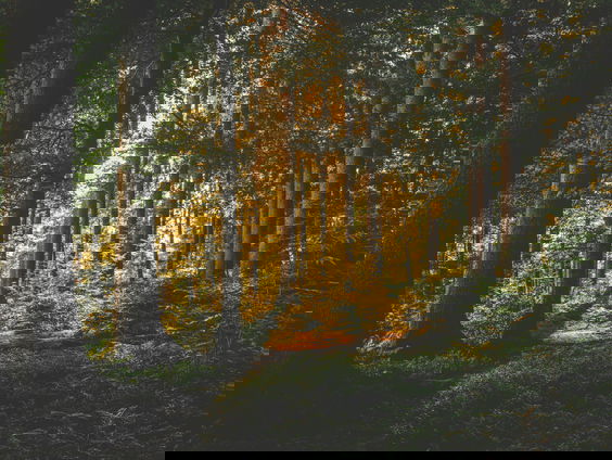 Lekkere Track: Bosspiritualiteit