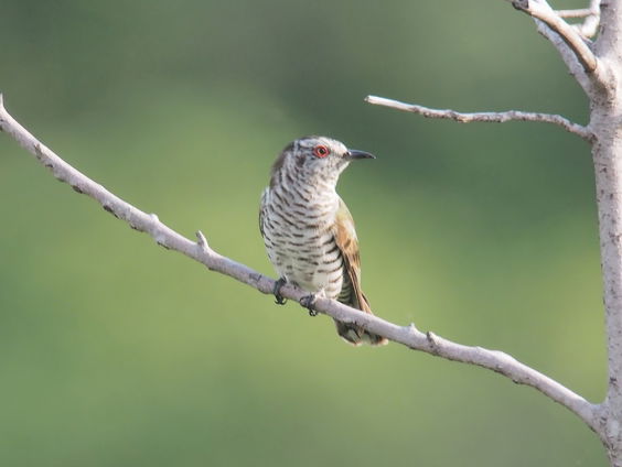 Kettingreactie 15 januari 2025