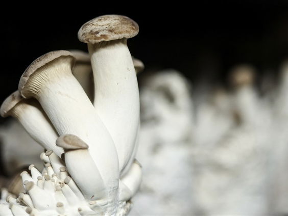 De Jaargetijden: paddenstoelen