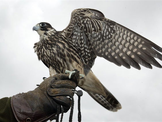 De Jaargetijden: slechtvalk