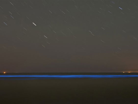 De Jaargetijden: zeevonk