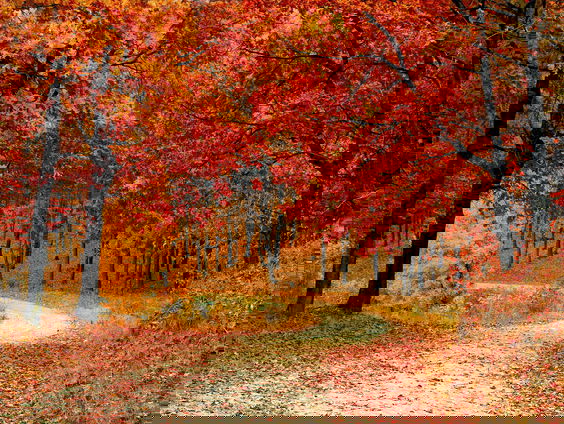 Lekkere Track: Herfstkleuren