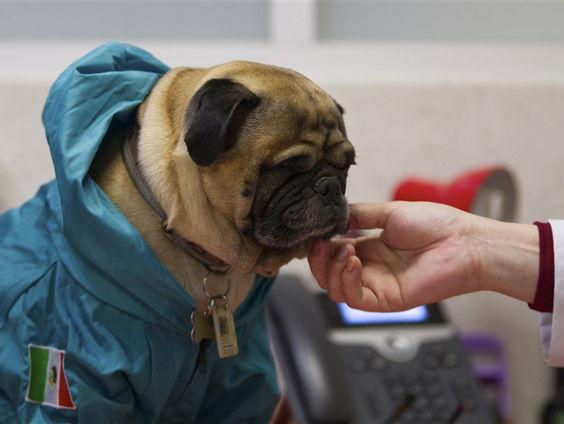 Hondenbescherming wil betaalbare dierenartszorg