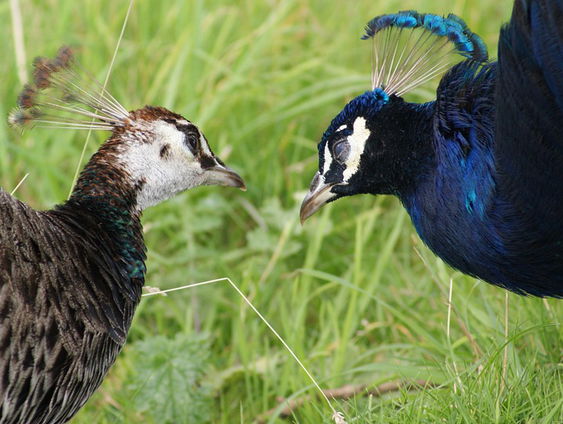Kettingreactie 20 augustus 2024