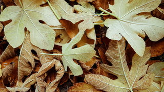 Lekkere Track: Herfst