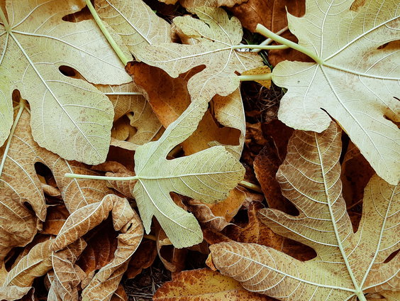 Lekkere Track: Herfst