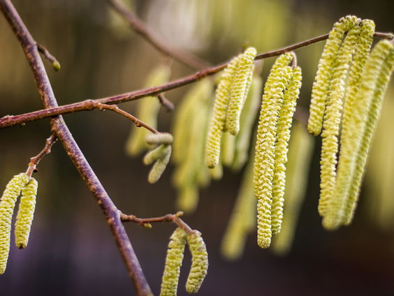 De Jaargetijden: Lentebloeiers