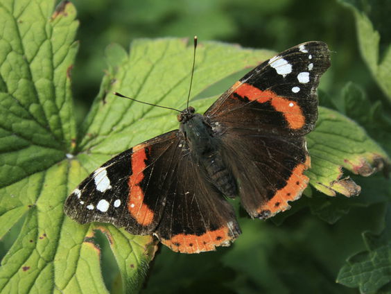 De Jaargetijden: Vlinders in Nood