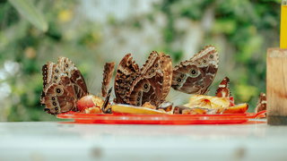 Lekkere Track: Vlinders