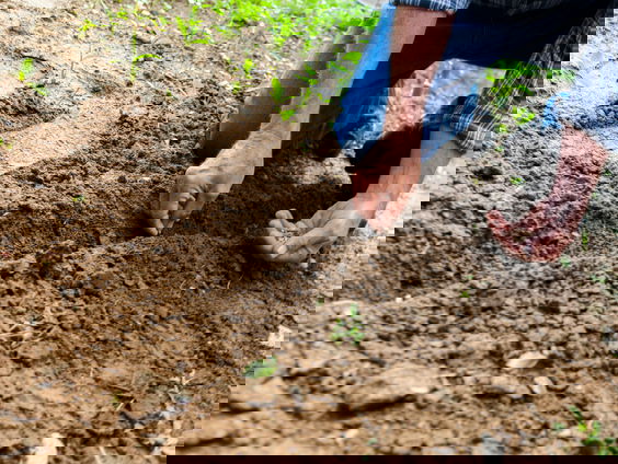 Lekkere Track: Moestuinieren met Debussy