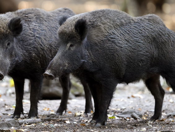 De Jaargetijden: Wilde zwijnen