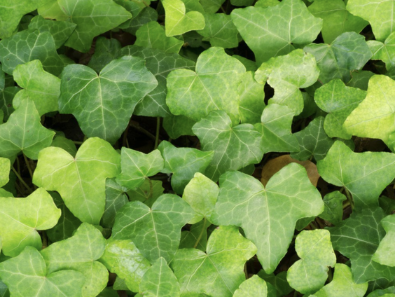 Lekkere Track: Insectenhemel