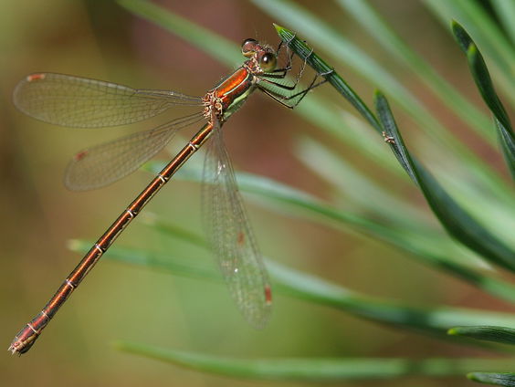 Kettingreactie 26 augustus 2024