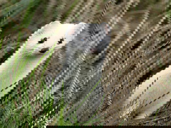 De Jaargetijden: de hermelijn