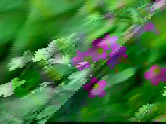 Lekkere Track: In de tuin