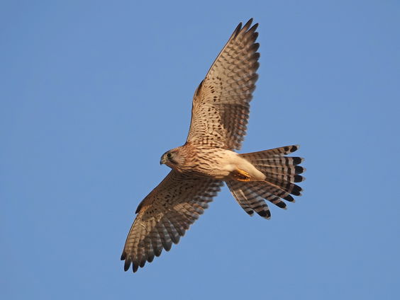 De Jaargetijden: de torenvalk