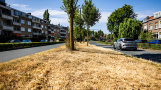 Droogte houdt aan; bomen lijden daaronder