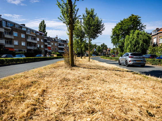 Droogte houdt aan; bomen lijden daaronder