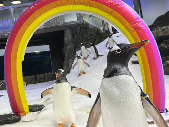 Theatercollege over seksuele diversiteit in dierenrijk