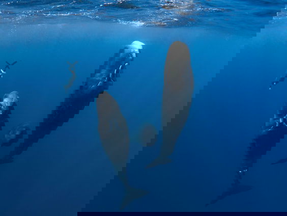 Filmtip - Patrick and the Whale