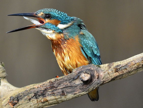 De Jaargetijden: IJsvogels