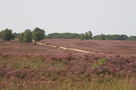 Vrije Geluiden: de weg naar de bloeiende heide