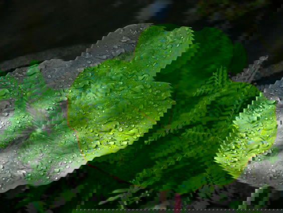 Lekkere Track: Vrolijke Regendruppels