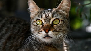 Wilde katten geven overlast op Schiermonnikoog