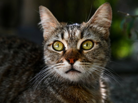Wilde katten geven overlast op Schiermonnikoog