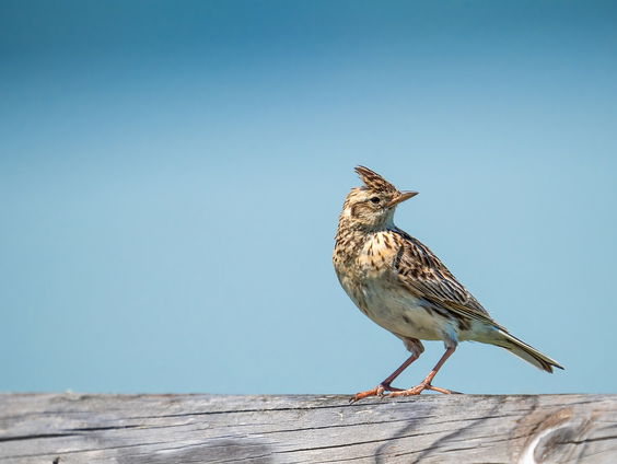 Kettingreactie 16 januari 2025