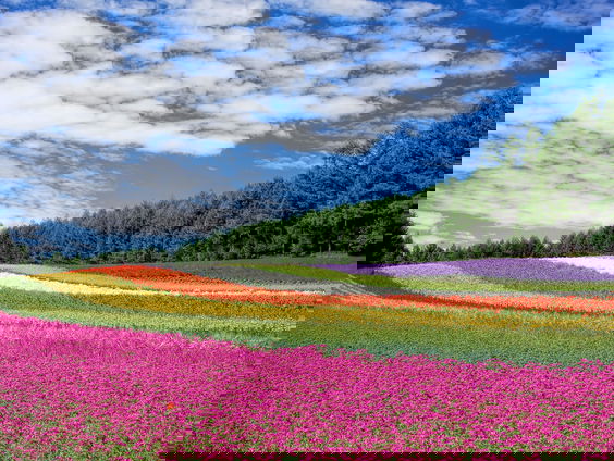 Lekkere Track: De velden in met Beltane