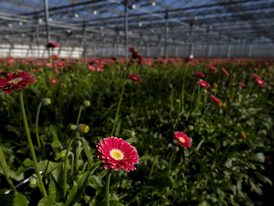 Parkinson Vereniging demonstreert tegen gebruik bestrijdingsmiddelen