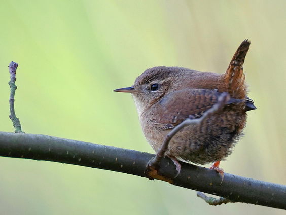 De Jaargetijden: Winterkoninkje